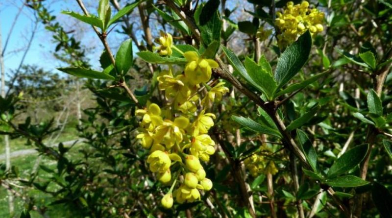 Berberis aristata