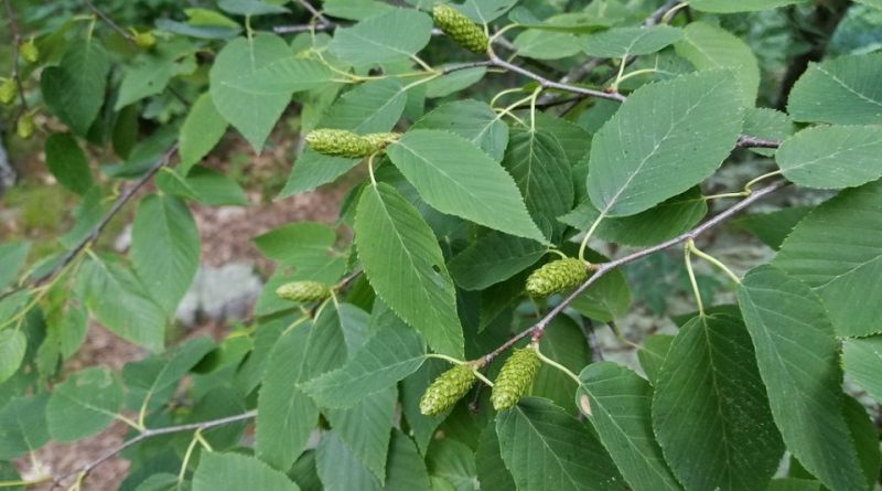 Betula lenta