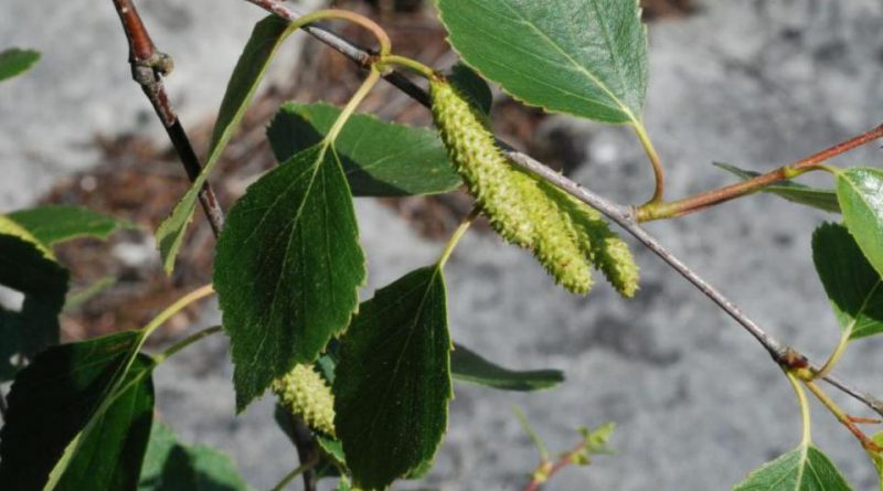 Betula pubescens