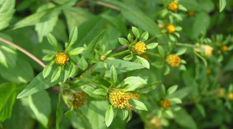 Bidens tripartita