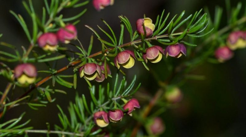 Boronia megastigma