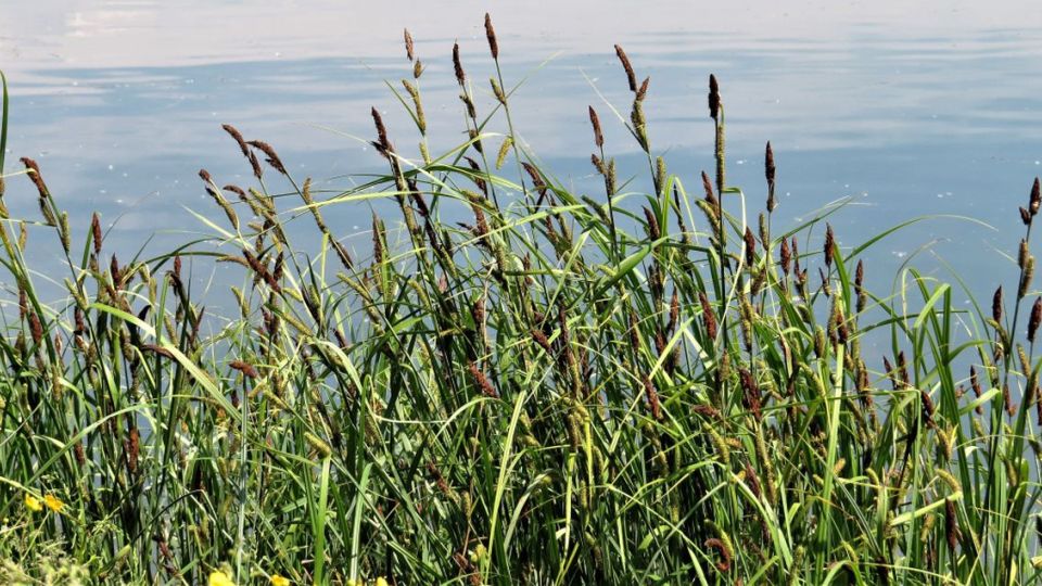 Craex Riparia Carex riparia: Systematics, Etymology, Habitat, Cultivation ...