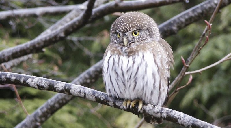 Glaucidium passerinum