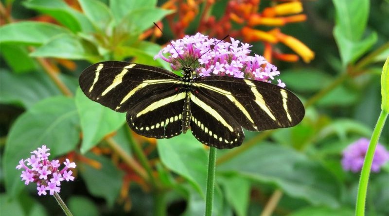 Heliconius charithonia