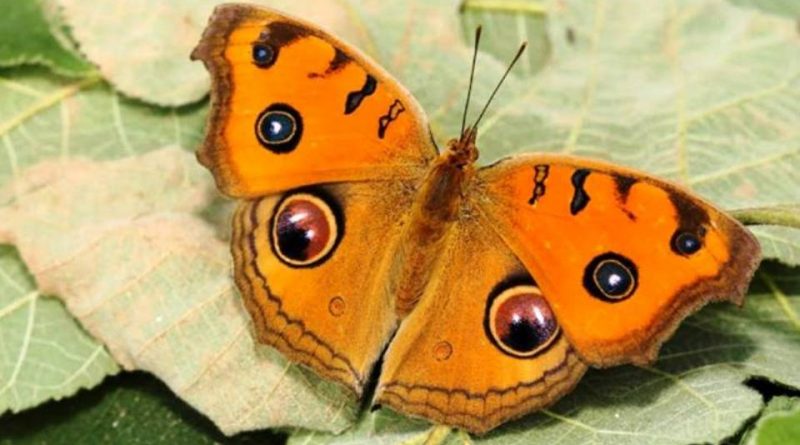 Junonia Almana