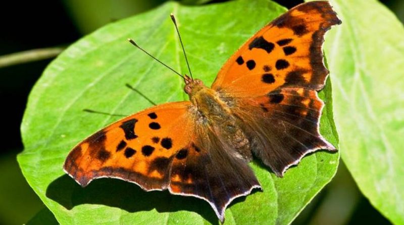 Polygonia interrogationis