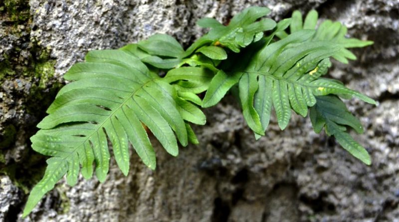 Polypodium cambricum