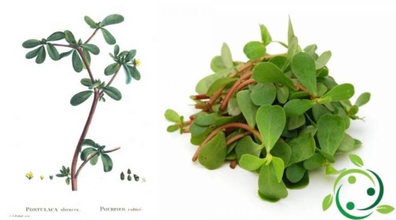 Porcellana Origini, Storia, Descrizione, Uso Gastronomico