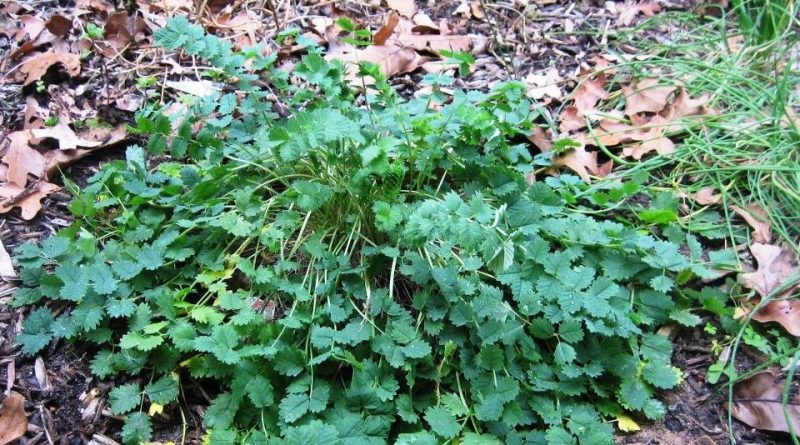 Poterium sanguisorba