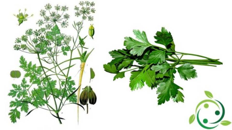 Parsley Origins, History, Description, Gastronomic Use