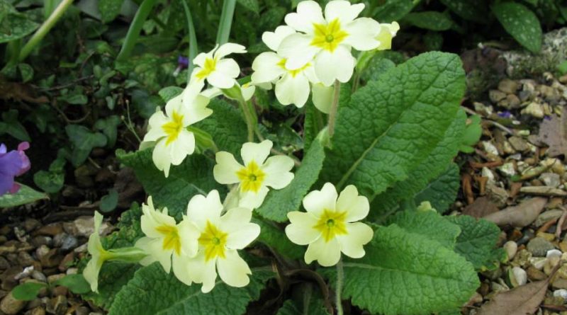 Primula vulgaris