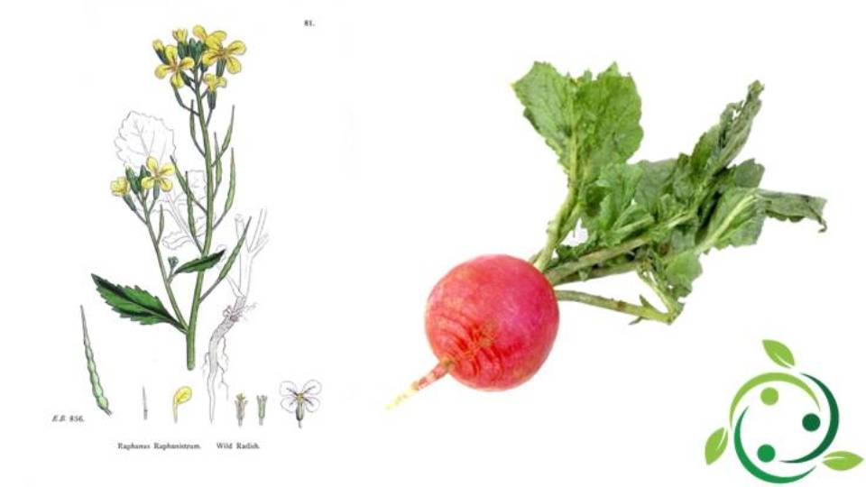 Horseradish Origins, History, Description, Gastronomic Use