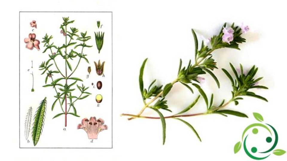 Savory Origins, History, Description, Gastronomic Use