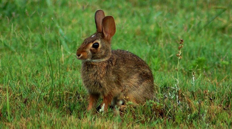 Sylvilagus floridanus