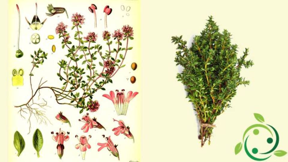 Thyme Origins, History, Description, Gastronomic, Therapeutic