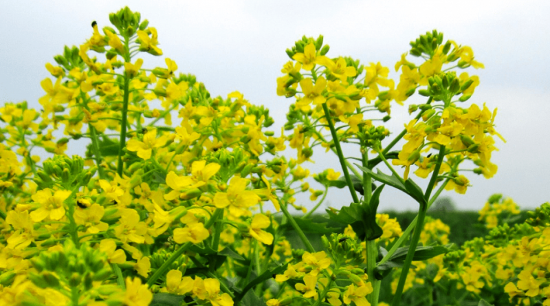 Barbarea vulgaris