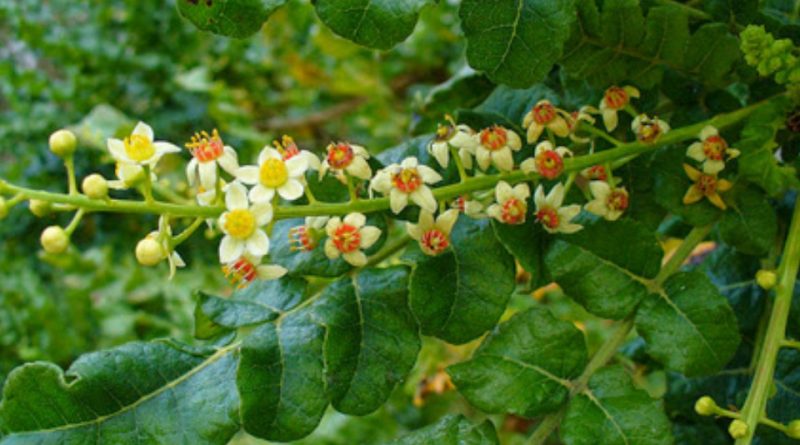 Boswellia serrata