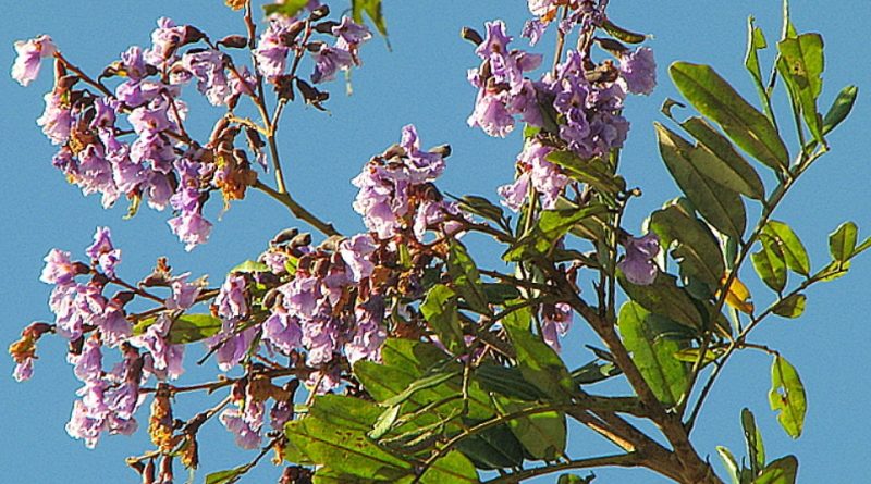 Bowdichia virgilioides