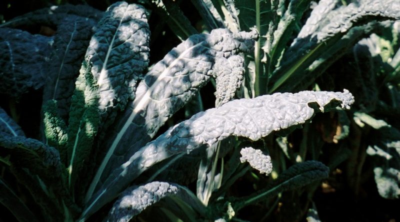 Brassica oleracea var. acephala