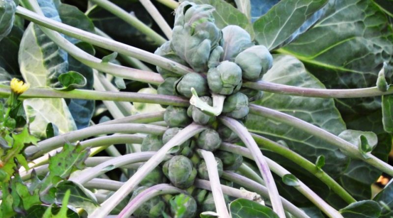 Brassica oleracea var. gemmifera