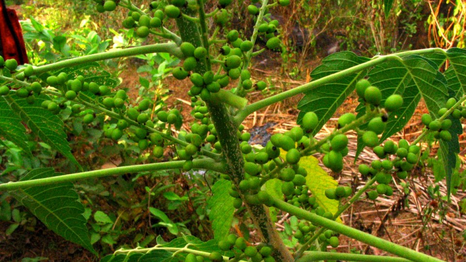 Brucea javanica: Systematics, Etymology, Habitat, Cultivation ...