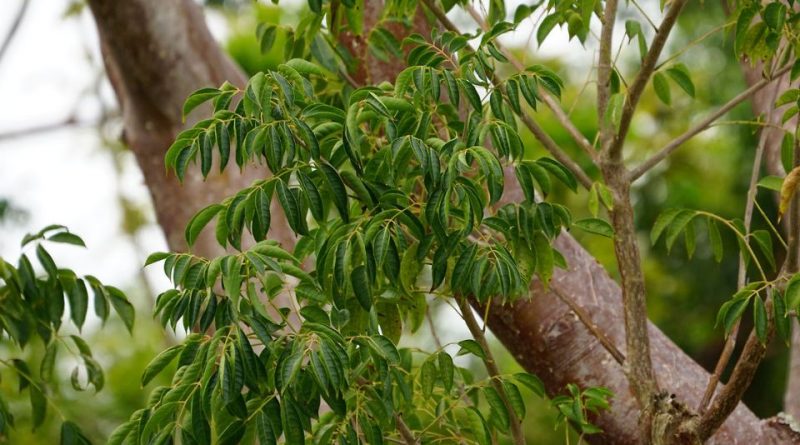 Bursera simaruba