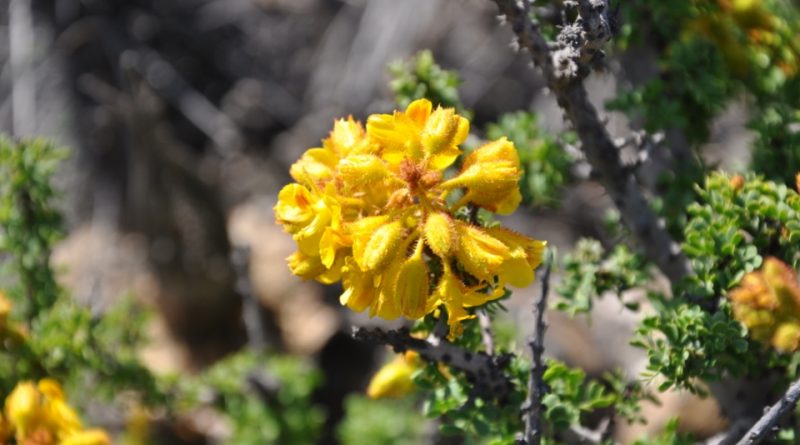 Caesalpinia brevifolia