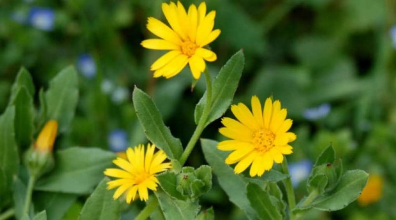 Calendula arvensis