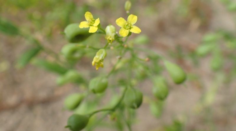 Camelina sativa