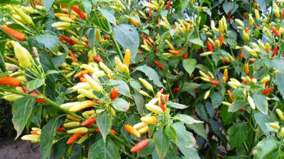 Capsicum frutescens Systematics, Etymology, Habitat, Cultivation