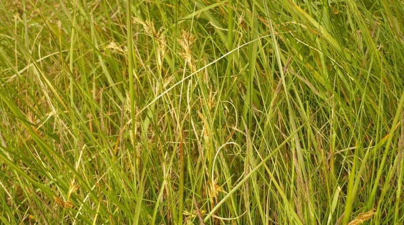 Carex repens