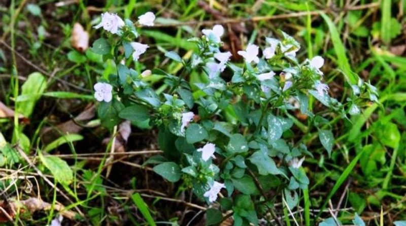 Clinopodium nepeta subsp. spruneri