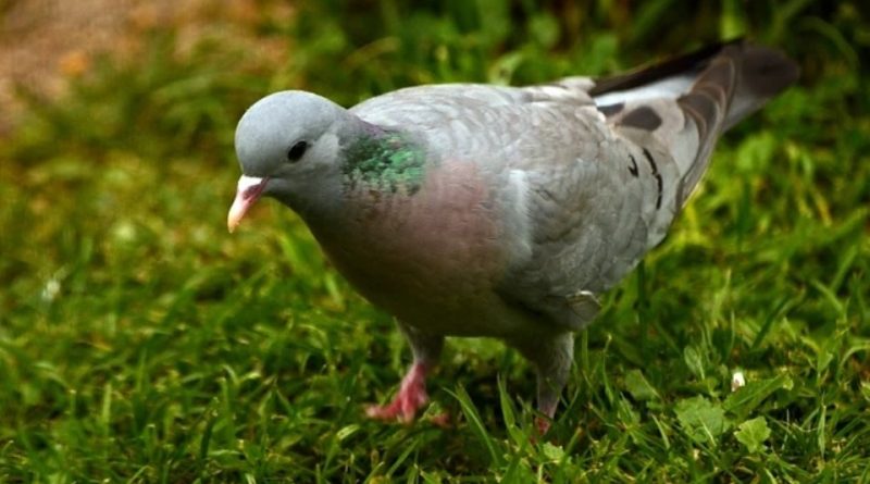 Columba oenas