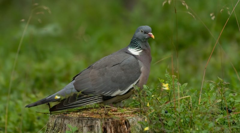 Columba palumbus