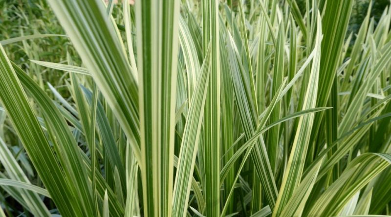 Glyceria maxima variegata