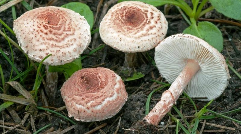 Lepiota subincarnata