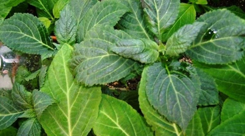 Salvia divinorum