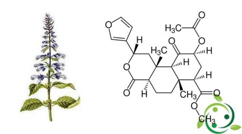 Salvinorina A