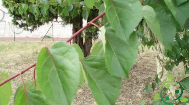 Come si prepara una talea di albicocco