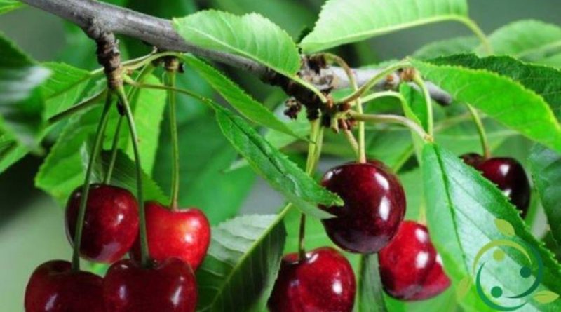 Come si prepara una talea di ciliegio