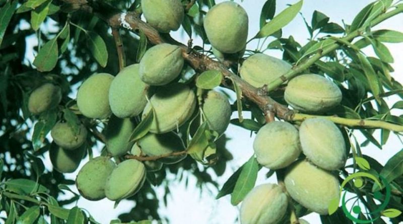 Come si prepara una talea di mandorlo