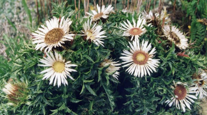 Carlina acaulis subsp. simplex