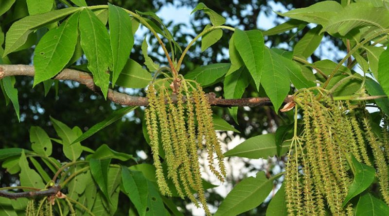 Carya tomentosa