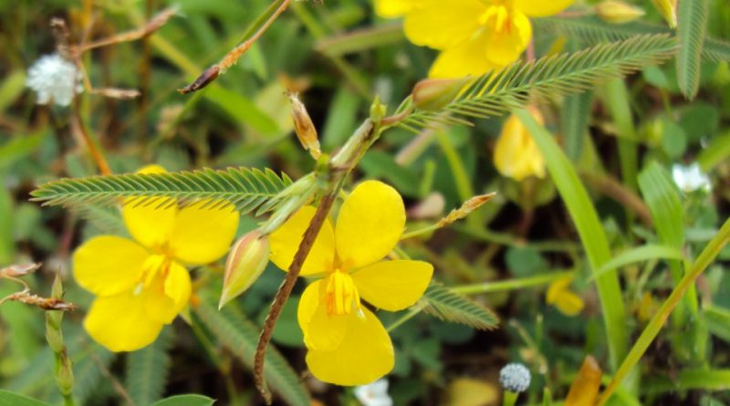 Cassia aldabrensis