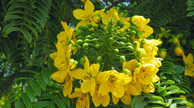 Cassia angustifolia