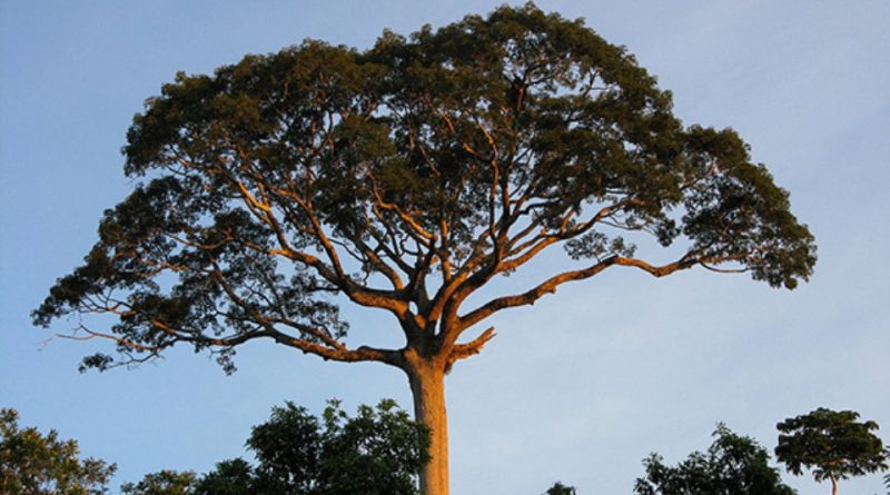 Ceiba pentandra