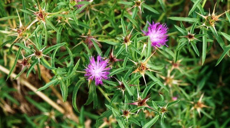 Centaurea calcitrapa