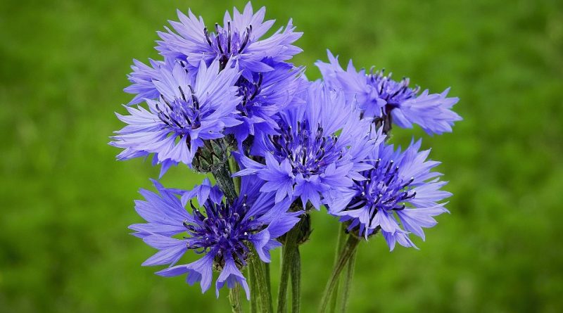 Centaurea cyanus