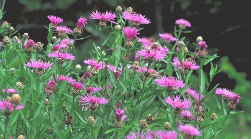 Centaurea jacea