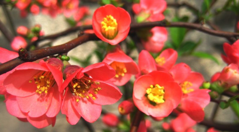 Chaenomeles speciosa